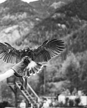 Ötztal Birds of Prey Park