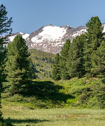 Zirbenwald im Sommer